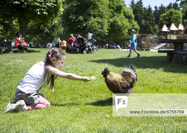 Dreijähriges Mädchen füttert ein Huhn auf einer Wiese  Wildpark Poing  Bayern  Deutschland  Europa