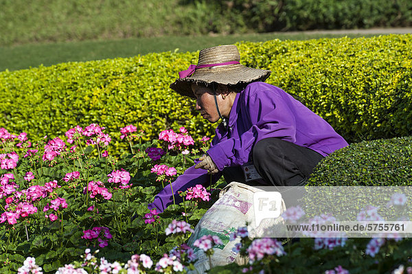 Arbeiterin in Pelargonien (Pelargonium)  Königlicher Blumengarten  Royal Flower Garden  Doi Tung  Chiang Rai Provinz  Nordthailand  Thailand  Asien