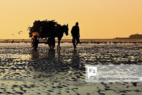 A silhouette of a man and a mule cart on the beach at low tide  Essaouira  Morocco  Africa