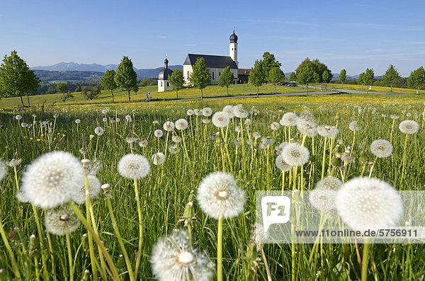 Wallfahrtskirche Wilparting  davor Pusteblumen  Irschenberg  Oberbayern  Bayern  Deutschland  Europa