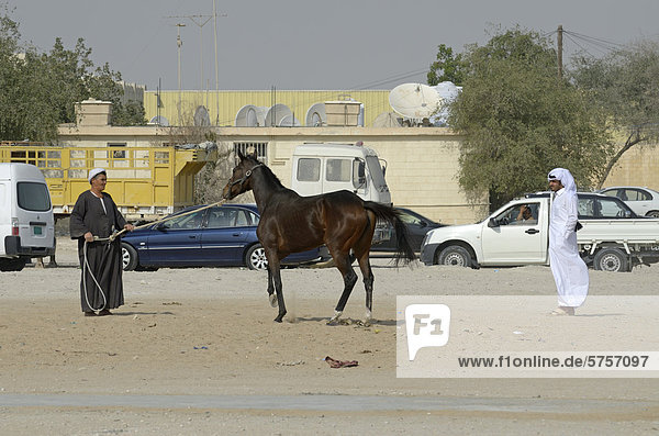 Horse trading  Animal Souk  Salwa Road  Doha  Qatar  United Arab Emirates  Middle East