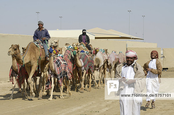Al Sheehaniya  camel race track  Doha  Qatar  United Arab Emirates  Middle East