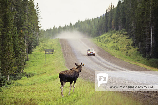 Young bull moose on a backcountry road in Western Canada.