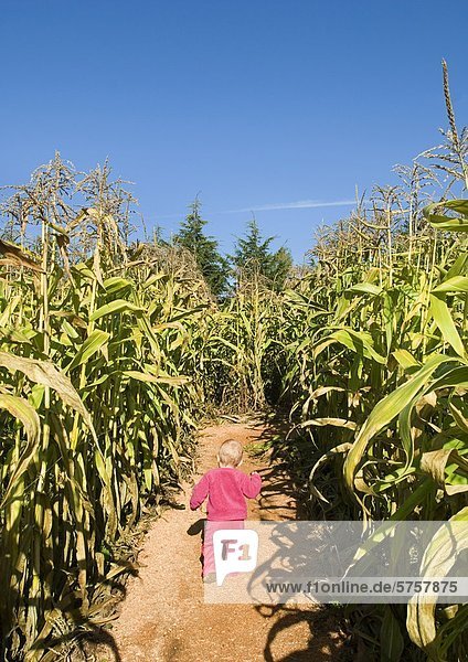 Baby girl walking in a corn maze  british Columbia  Canada.