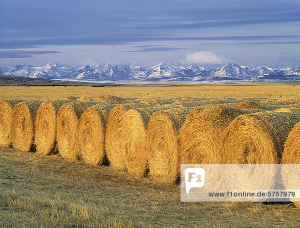 Round Bales with the southern Alberta Canadian Rockies in the background  Pincher Creek  Alberta  Canada.