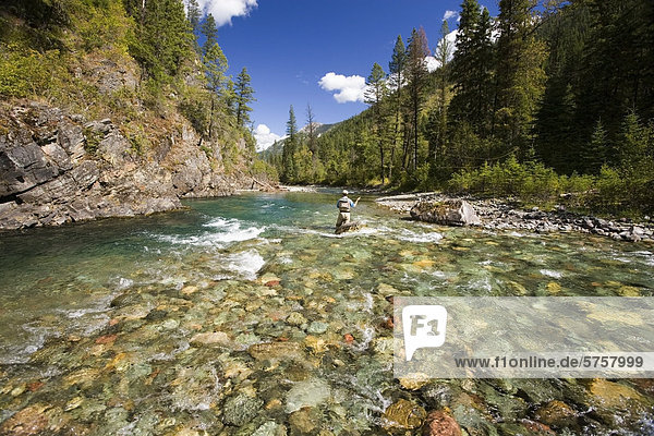 Fliegenfischen am Zufluss zum Elk River nahe Fernie  Elk Valley  East Kootenays  British Columbia  Kanada.