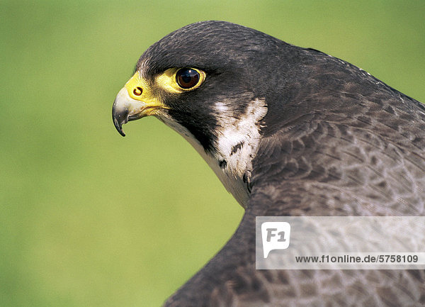 Unverlierbare unreifen Wanderfalke (Falco Peregrinus)  Alberta  Kanada.
