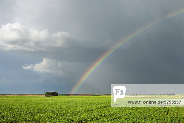 Feld und Himmel mit Regenbogen in der Nähe von Zepter  Saskatchewan  Saskatchewan  Kanada.