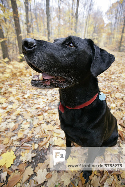 A Black Labrador sits on the forest floor  covered in autumn leaves  Ontario  Canada.
