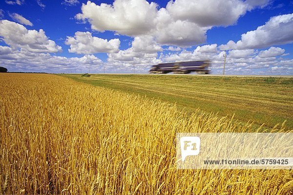 Korn-LKW auf der Landstraße mit Reifen Frühling Weizen Ernte im Vordergrund  in der Nähe von Winkler  Manitoba  Kanada.