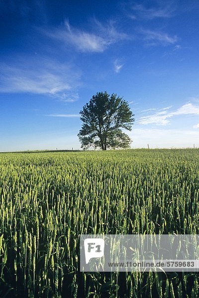 tree/spring wheat field  near Bruxelles  Manitoba  Canada.