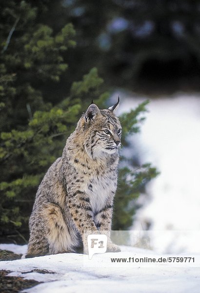 Rotluchs (Lynx Rufus) sitzt bewegungslos beim sehen und hören für bewegte Beute. Winter  Rocky Mountains  Kanada.