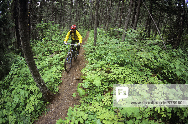 Woman mountain biking on forest trail in Fernie  British Columbia  Canada.