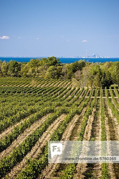 Weinberge bei Flat Rock Keller Weingut  in der Nähe von Jordanien  Ontario  Kanada.