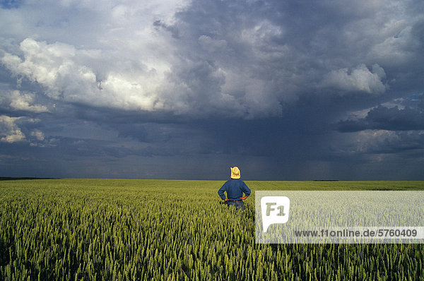ein Landwirt Ansichten eines entgegenkommenden Sturm aus seiner Feder Weizenfeld  in der Nähe von St. Agathe  Manitoba  Kanada