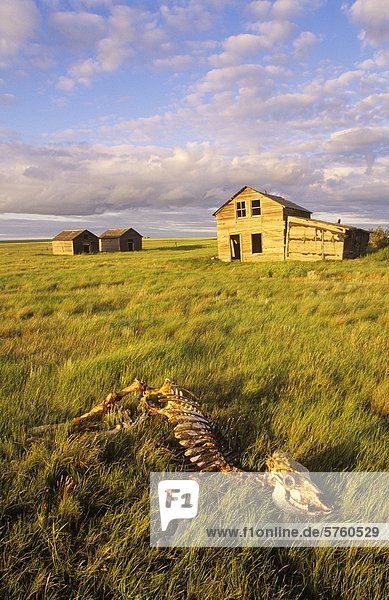 Kuh-Skelett und verlassenen Bauernhof in der Nähe von Ponteix  Saskatchewan  Kanada