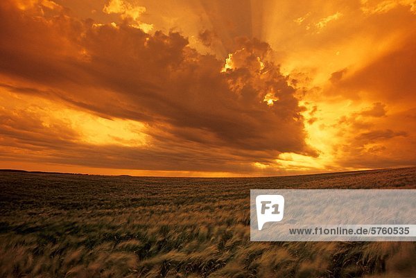 Wind geblasen  Gerste und dramatischen Sonnenuntergang Himmel mit der Entwicklung von Gewitterwolken  Tiger Hügel  Manitoba  Kanada
