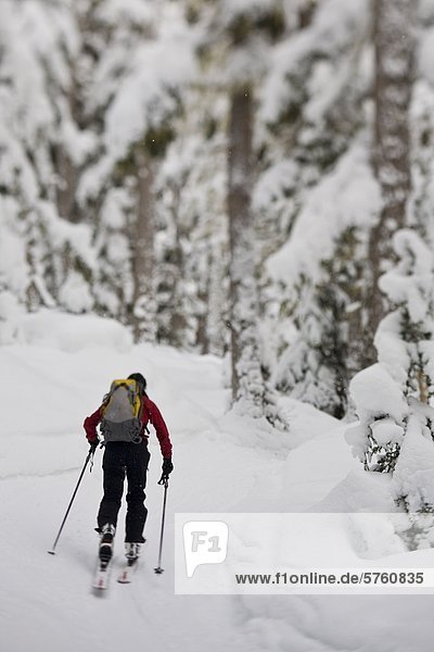 Eine junge weibliche Telemark-Skifahrer-Uptracking in Rogers Pass  British Columbia  Kanada