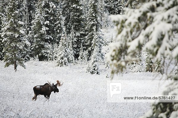 Bull Elch (Alces Alces) zu Fuß durch ein Wintermärchen  Kananaskis Country  Alberta  Kanada