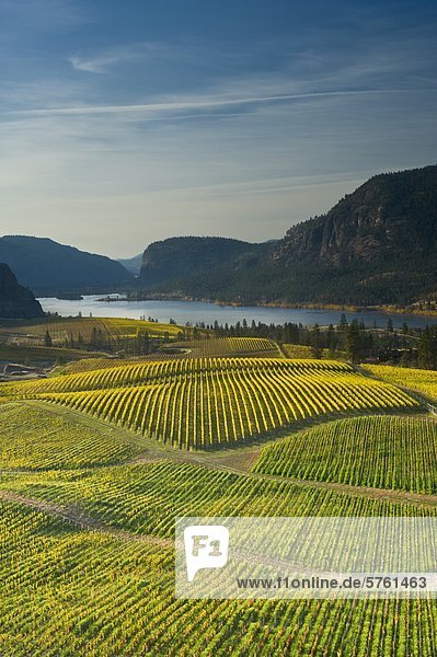 Blue Mountain Vineyard in Herbst  Okanagan Falls  Okanagan Valley  British Columbia  Kanada