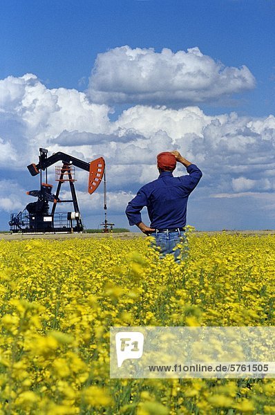 Ein Mann mit Blick auf den blühenden Raps Feld mit Erdöl Tiefpumpe im Hintergrund in der Nähe von Carlyle  Saskatchewan  Kanada