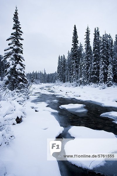 Winter im Maligne River  Jasper-Nationalpark in Alberta  Kanada