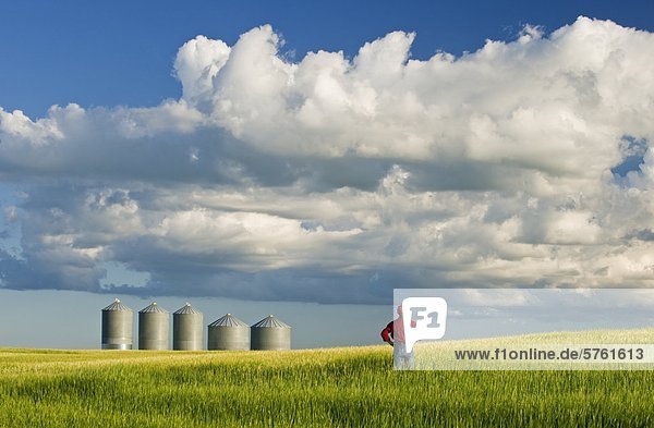 A farmer looks out over his barley crop with grain bins in the background and a sky with developing cumulonimbus clouds  Tiger Hills  Manitoba  Canada