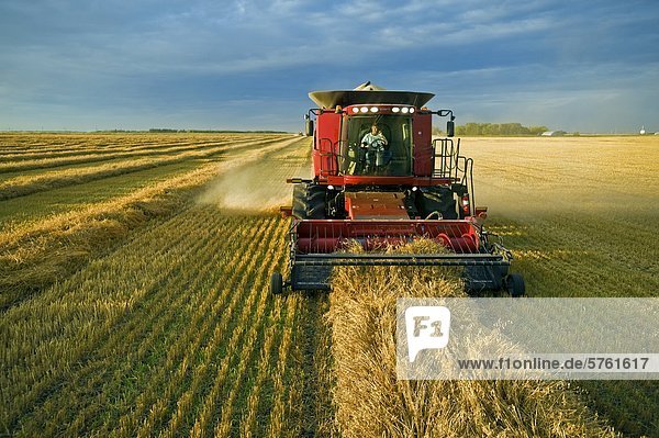 A farmer talks on his cell phone while harvesting his swathed oats (Avena sativa) near Dugald  Manitoba  Canada