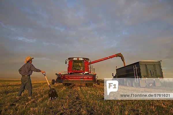 A farmer stands with a shovel looks on as oats from his combine are unloaded into a farm truck during the harvest near Dugald  Manitoba  Canada