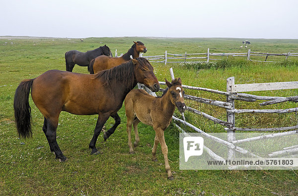 Pferde mischen sich in Gemeinschaft Weide im Dungeon Provincial Park in der Nähe von Cape Bonavista  Bonavista Halbinsel  östlichen Neufundland  Neufundland und Labrador  Kanada.
