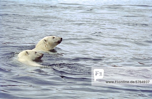 Eisbär Ursus maritimus Wager Bay Kanada junges Raubtier junge Raubtiere Nunavut