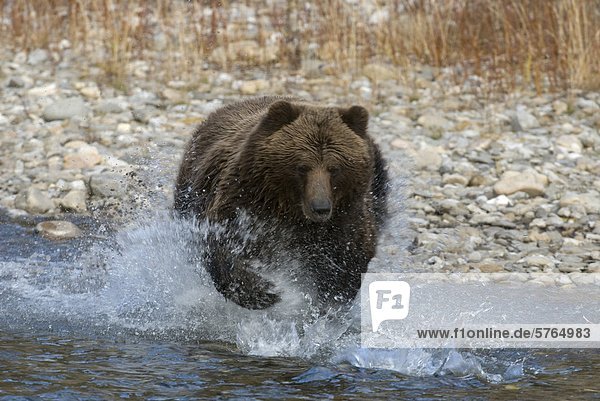 Grizzlybär (Ursus Arctos) Jagd nach Fisch in Fishing Branch River  Fishing Branch Ni'iinlii'Njik Park  Yukon Territory  Kanada