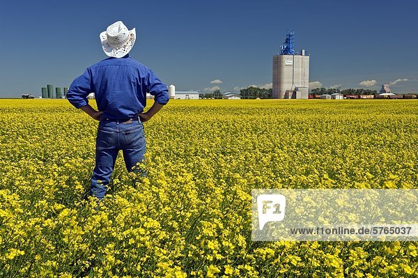 Ein Mann mit Blick auf den blühenden Raps Feld mit einem Binnenland Getreide terminal im Hintergrund  in der Nähe von Fannystelle  Manitoba  Kanada