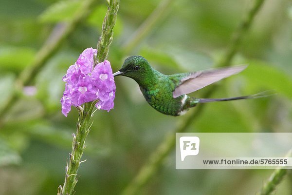 Green Thorntail (Discosura Conversii) fliegen und Fütterung bei einer Blume in Costa Rica.