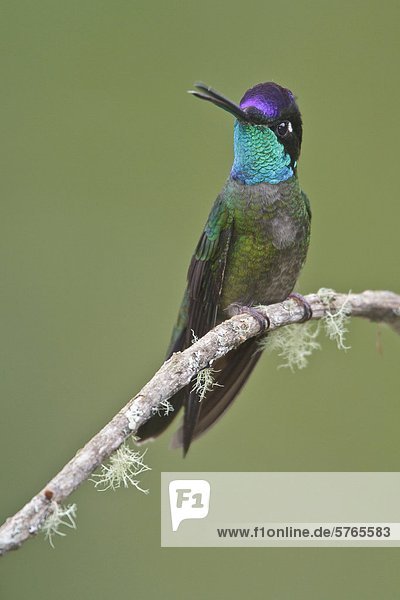 Herrliche Hummingbird (Eugenes Fulgens) thront auf einem Zweig in Costa Rica.