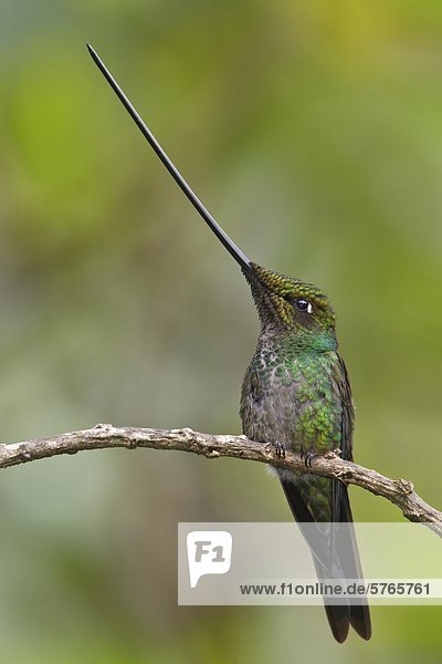 Schwert-Cristobal Hummingbird (Ensifera Ensifera) thront auf einem Zweig in Ecuador.