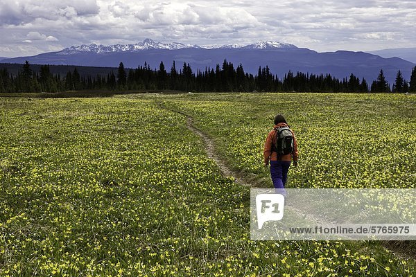 Hiker amidst the alpine flowers in Wells Grey Park in British Columbia  Canada
