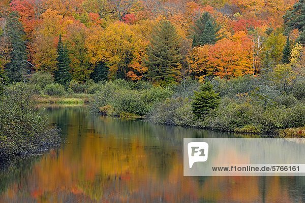 Herbst Reflexionen in Oxtongue River  Oxtongue Lake  Ontario  Kanada