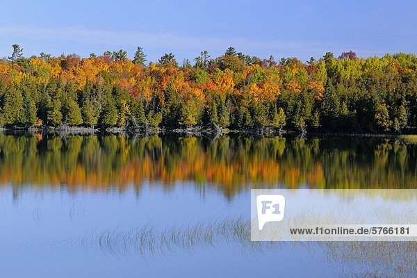 Spiegelung See Herbst Kanada Ontario Reflections