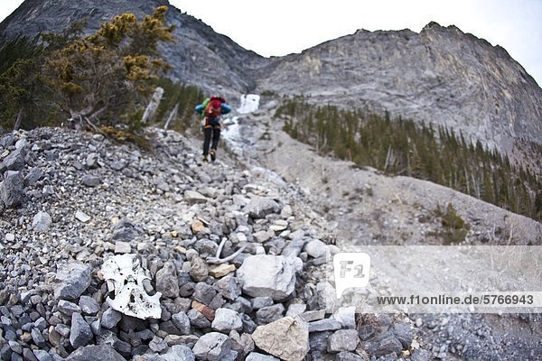 Ein Mann nähert sich dem alpinen Klettern 'Coire Dubh Integrale 5.7  WI3'  Canmore  Alberta  Kanada