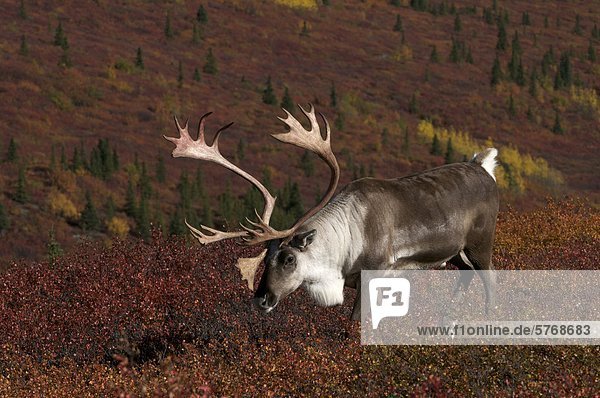 'Barren-ground bull caribou with antlers in high tundra and autumn colors