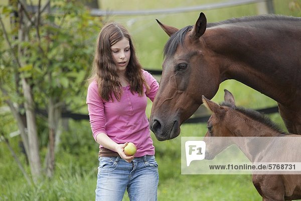 Quarter Horse und Paint Horse on meadow  Traishof  Koenigsbach-Stein  Baden-Wuerttemberg  Germany  Europe