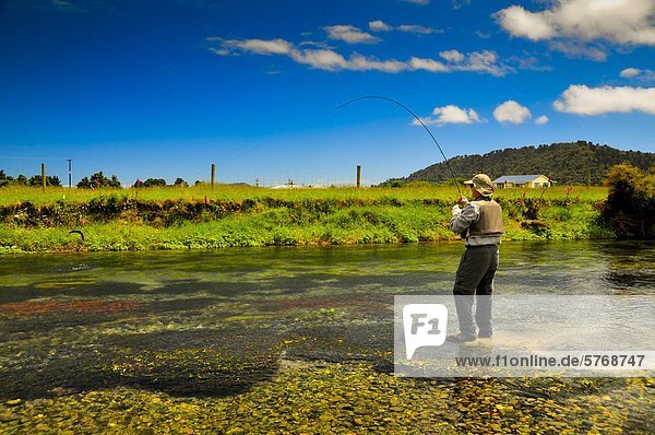 Man fly fishing  Spring Creek  South Island  New Zealand