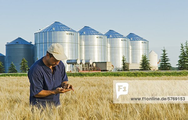 a farmer looks at his mature wheat  grain bins(silos) in the background  Lorette  Manitoba  Canada