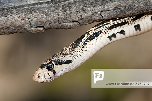 Gopher Snake (Pituophis Catenifer) Jagd in Spechthöhlen für Verschachtelung Vögel  Okanagan Valley  südlichen British Columbia  Kanada