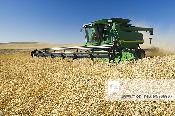 A combine harvests spring wheat near Pangman  Saskatchewan  Canada