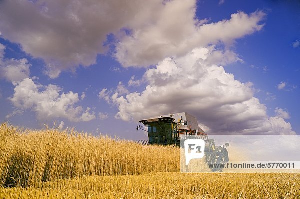 A combine harvesters works in a field of winter wheat  near Lorette  Manitoba  Canada