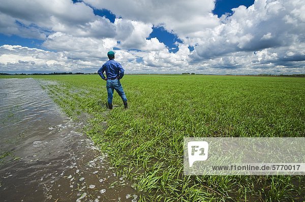A farmer in a flooded early growth barley field  developing storm clouds in the sky  near Niverville  Manitoba  Canada