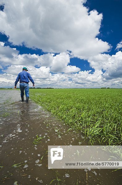 A farmer examines a flooded early growth barley field  developing storm clouds in the sky  near Niverville  Manitoba  Canada