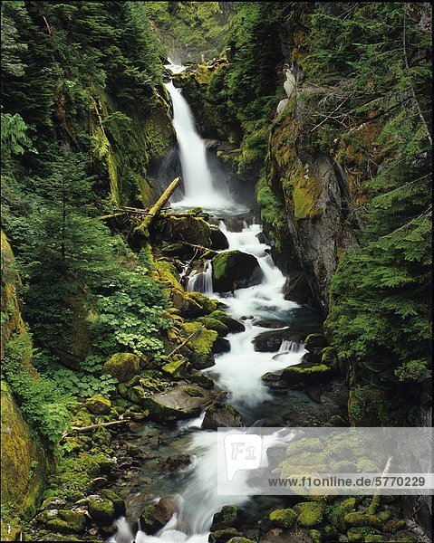 Regenwald Creek im Sims-Tal nahe Squamish  British Columbia  Kanada